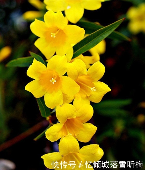 舞春花|喜欢菊花,就养盆“玫瑰精品”罗德斯,花开如丝绒般,高端艳丽