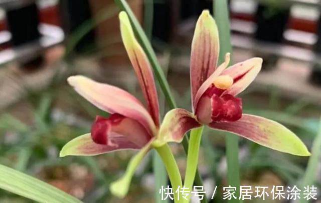 根系|新手养兰花,注意“三细节”,花姿优雅,一年能花开四五次