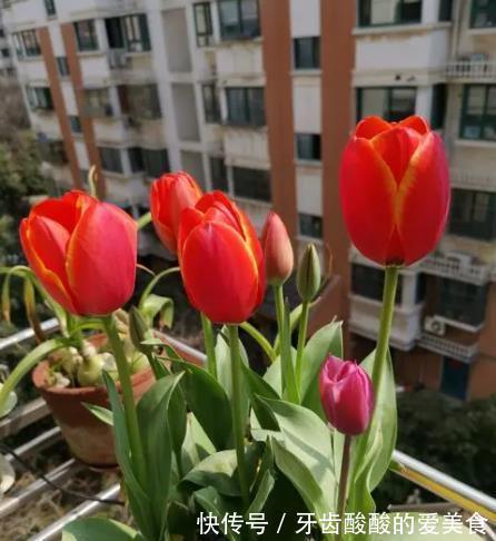 盘点3种适合秋冬养护的花，颜值高长势旺，花开不停美极了