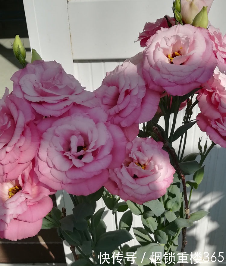 “高端名花”女人香气，姿容高雅，娇嫩柔和，实属养花首选