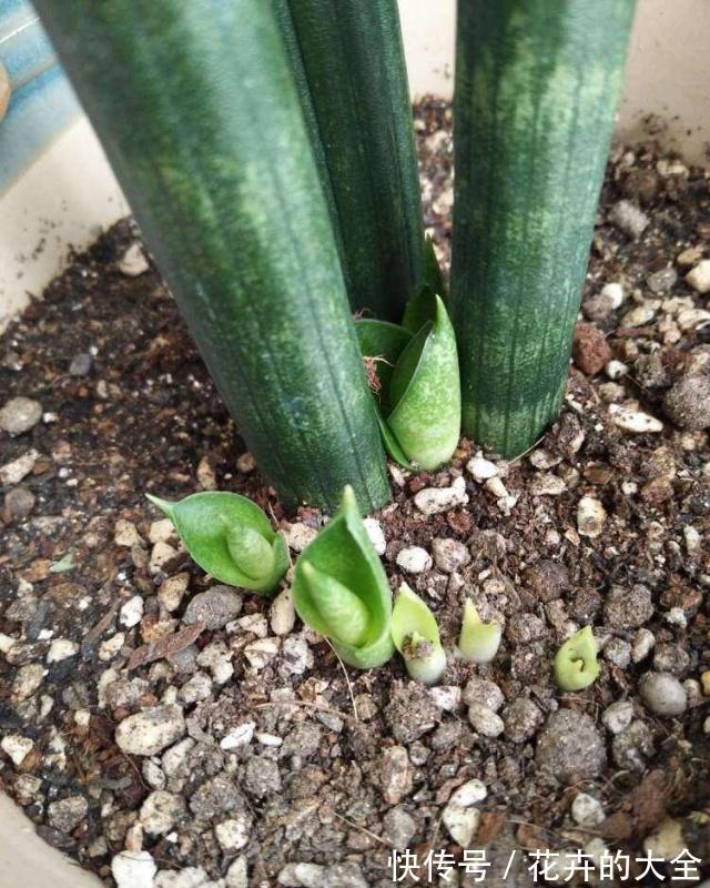 利于健康的“9种花”，株型雅致有格调，寓意“吉祥”有韵味