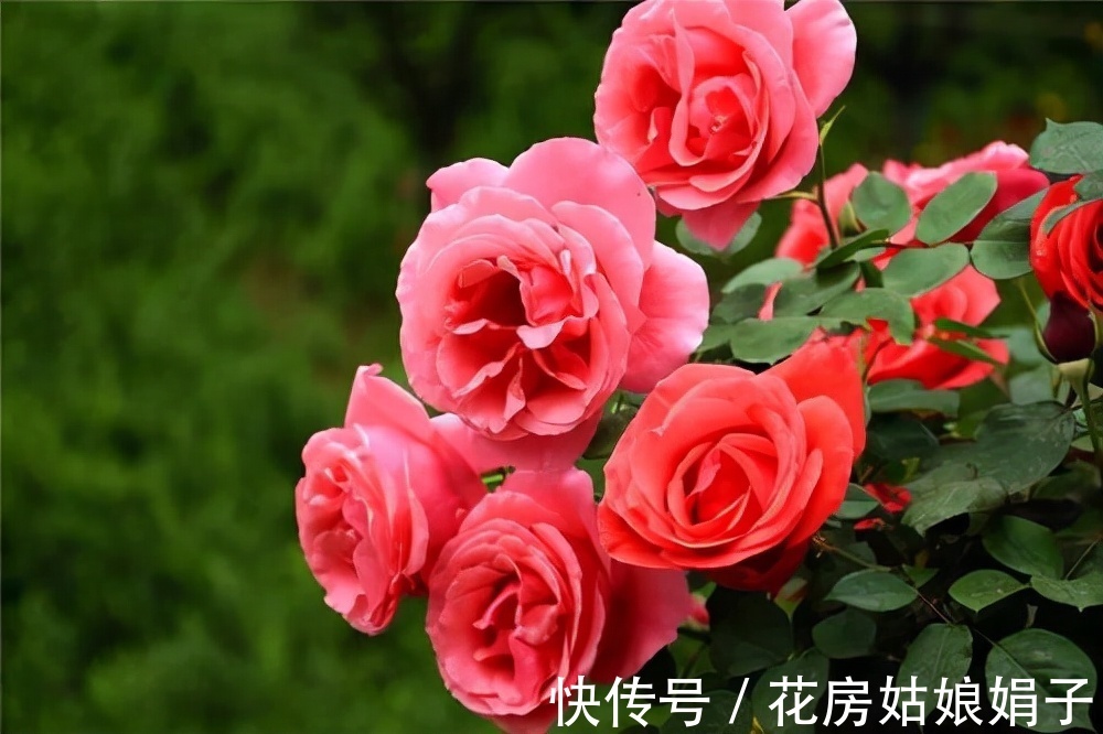 室内养殖月季花,需要达到这些条件,还要满足4个方面的要求