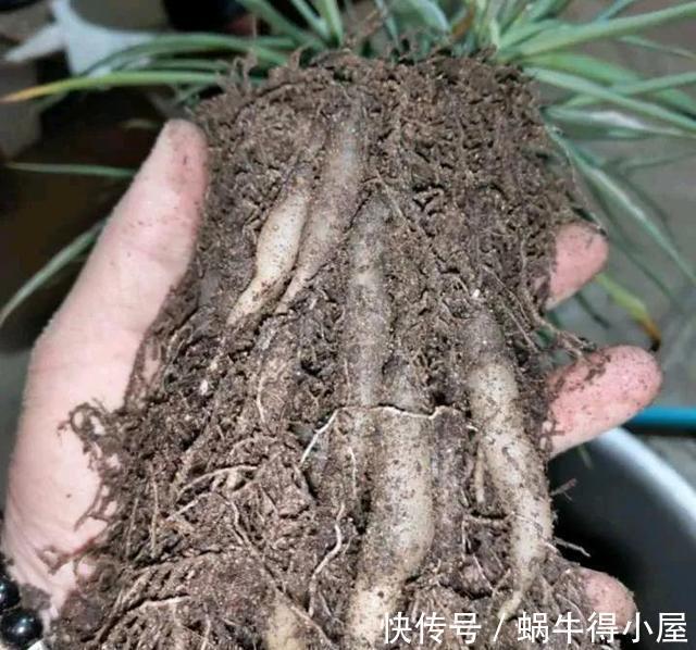 四个养根小妙招,学会一个,花草个个长得旺