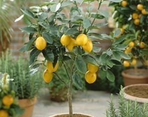 空地别闲着了！这几种树再穷也要栽一棵，果子比蜜甜，好养活