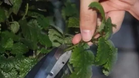 蟹爪兰|养花爱好者看过来这15种花现在“扦插”,生根快,一个周就长芽