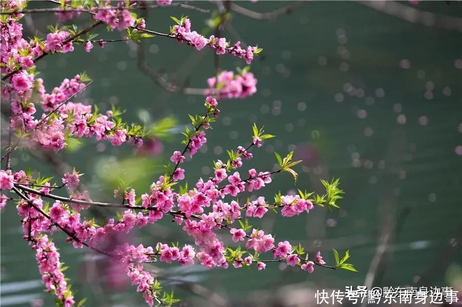 剑河：春暖花竞放 惹人醉芬芳