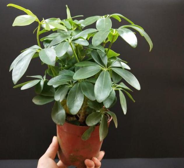 长寿花|这4种花天生就是“穷命”,住不了大花盆,喝不了太多水,很好养