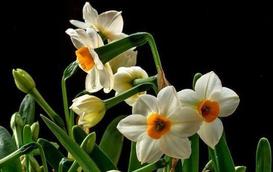 4种花适合冬天养，开花爆盆花期长，枝头花苞满