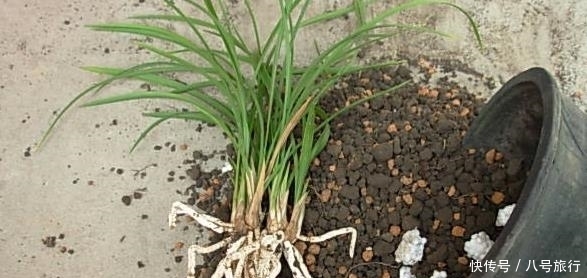 每年春天对兰花做这件事，兰花根壮叶绿，年年开花。