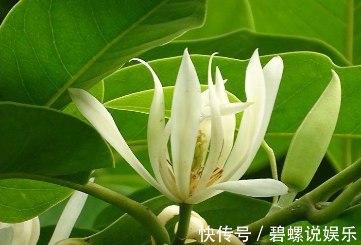 花友会|别再养绿萝了，此花沾土就活，观叶又赏花，一年能开200天！