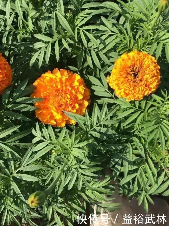 种花|5种花蚊子“不喜欢”,好看还好养,是天然蚊香,值得多养几盆