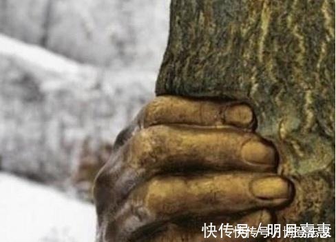 树干&世界上最“有力”的手,紧握树干长达半个世纪,一直都没有松开过