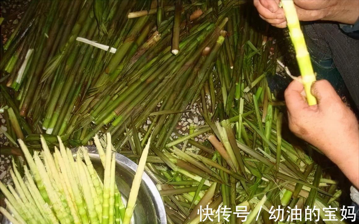 野葱|农村老家常见的15种“不知名”野菜,用对都是宝!你都吃过吗?