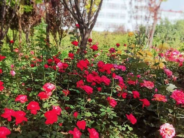 太原春天赏花地图来了！这些地方山桃花最美！惊艳朋友圈