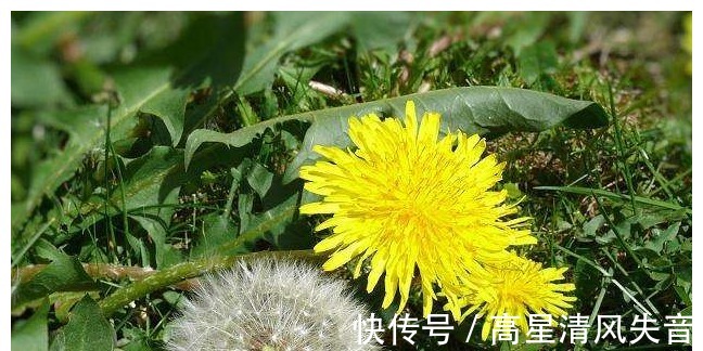 蒲公英|枸杞加上一物泡水喝，营养价值翻倍，养生保健效果更好！