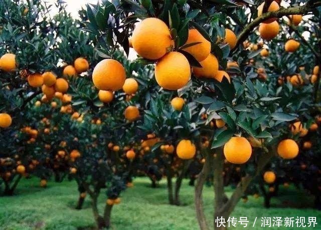 常吃|女人过了45岁,常吃以下3种水果,能养肝明目,淡斑防皱纹