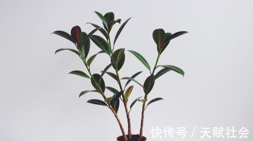 室内采光不够,养花就挑耐阴花,呼呼爆盆