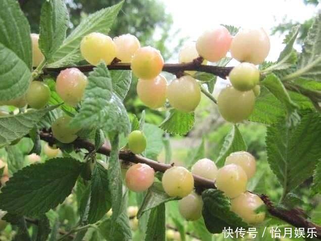 身体|这个水果价格虽贵,但孩子常吃不仅对视力好,还有利于身体的发育