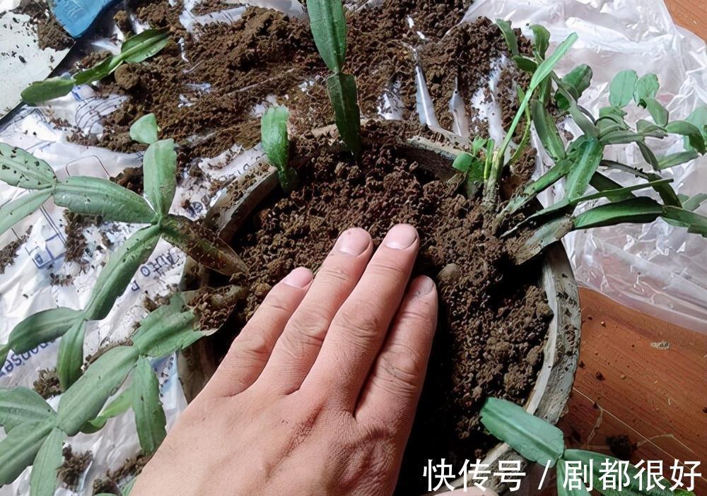 肥厚|养蟹爪兰,土里加点“料”,叶片厚实硬邦邦,奋力开花一百朵