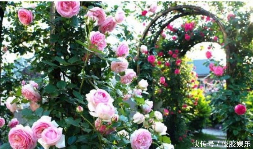 种花|4种花,个个都是高颜值,比“玫瑰”好看,开花量大、花期长