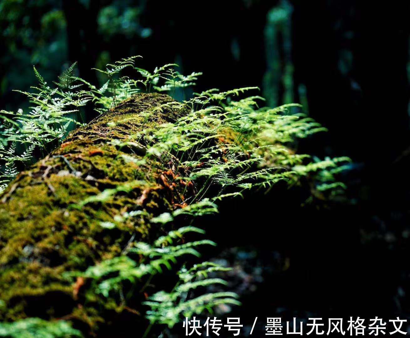 杜佑|(唐)刘禹锡 ? 茶诗欣赏