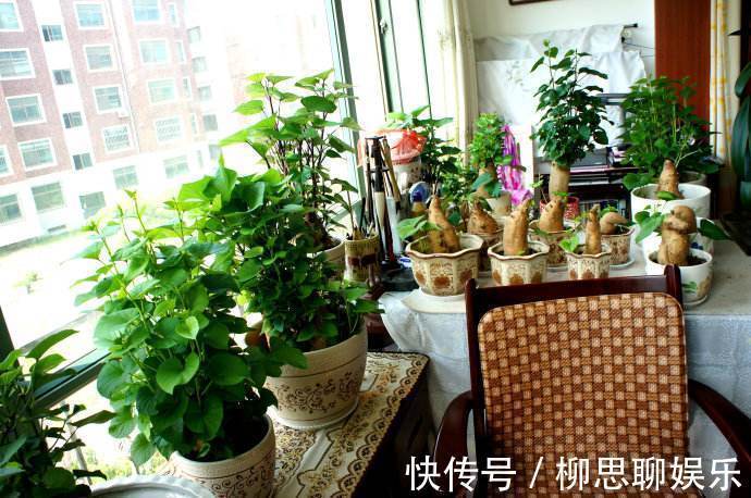 花盆|家里囤的地瓜发芽了咋办立马扔土里,长出另一种美味!