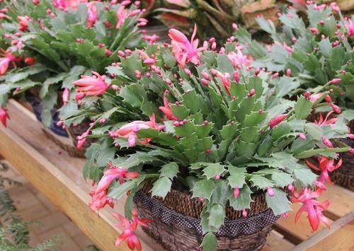 百合花|家里养这4种花,5月赶紧剪一剪,剪完了难度夏,来年没花赏