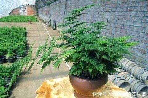 浇水|养好文竹,3个步骤,爆芽不停,郁郁葱葱猛蹿个!