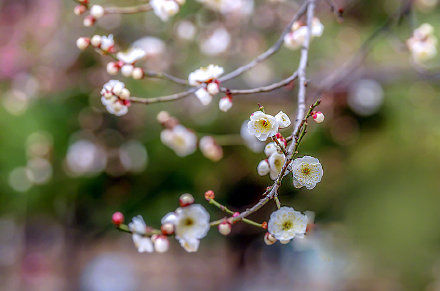 河北石家庄植物园：梅花盛放迎春来