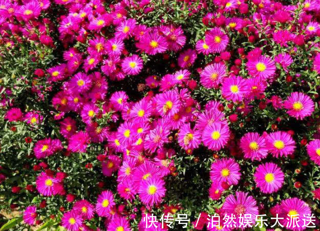 名字|喜欢养花，不如养盆千日红，霸气的名字一听就明白！