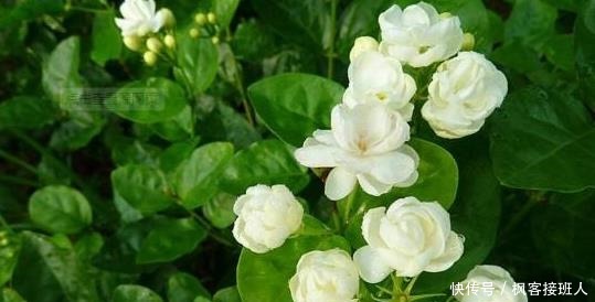 养茉莉花,“3件小事”做到位,就可以“静待花开”,且花大味香!
