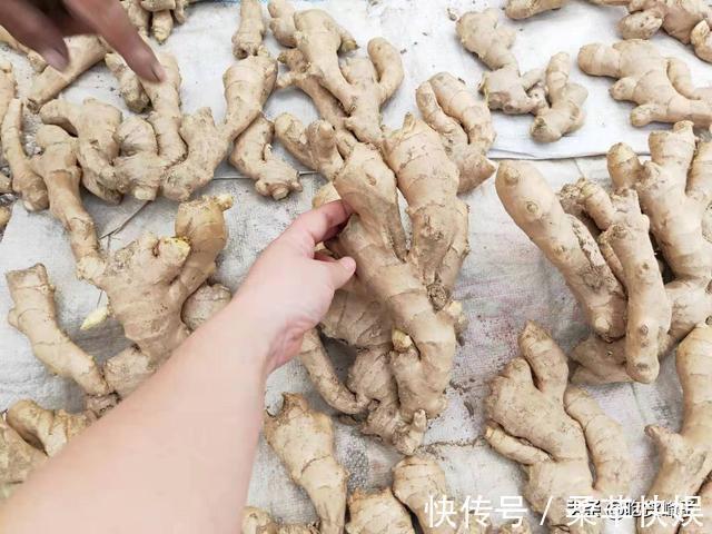 生姜放久了易干瘪？教你几招，不管放多久都是新鲜的，特别的实用