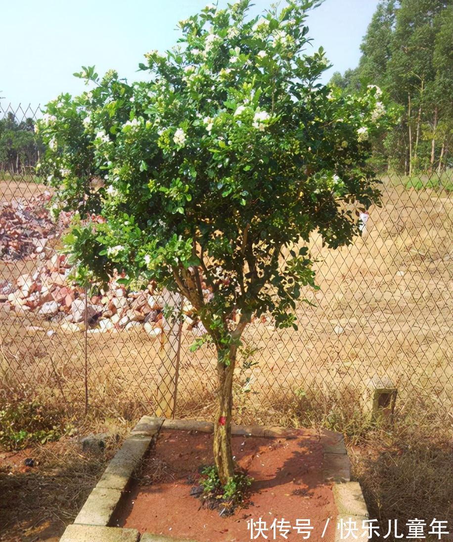 这3种植物,1年就能木质化,越老越有价值,回家养了有福气