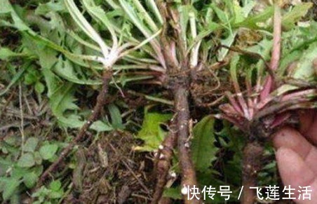 肝毒|肝不好的人,此3种养肝食物要多食用,排出肝毒更健康