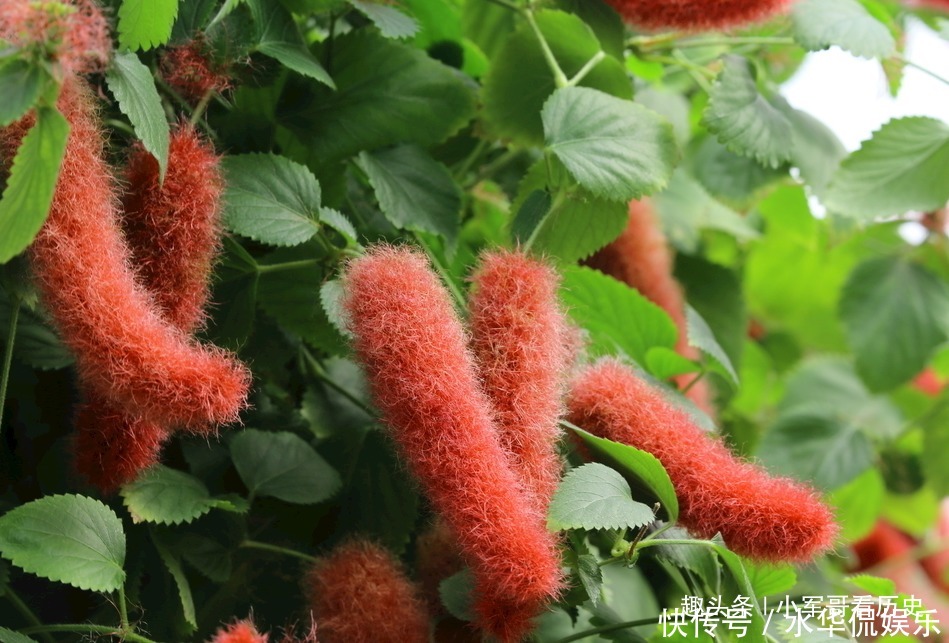 此花可促进儿童生长,红绿相间,十分的出彩,有着大吉大利的寓意