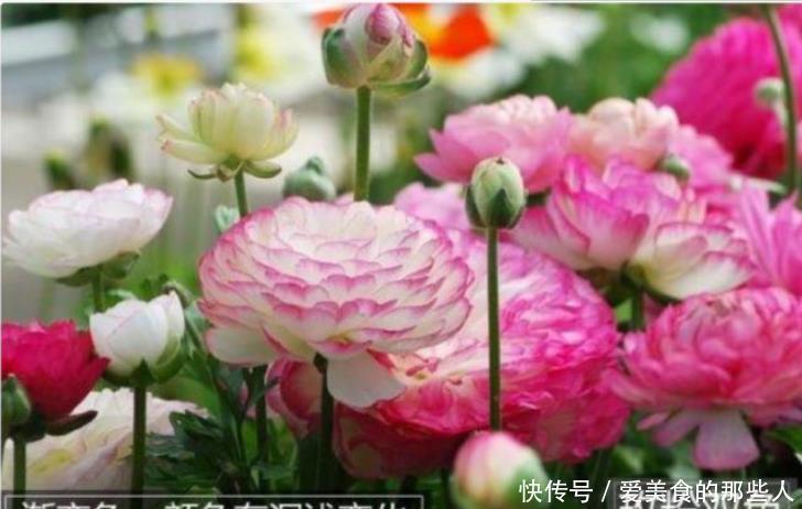 家养这些植物,阳台开出花海,全年开花不断,花型紧簇,花量多!