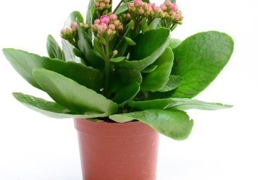 长寿花的养护绝招,这样养叶片长得比手掌还大!