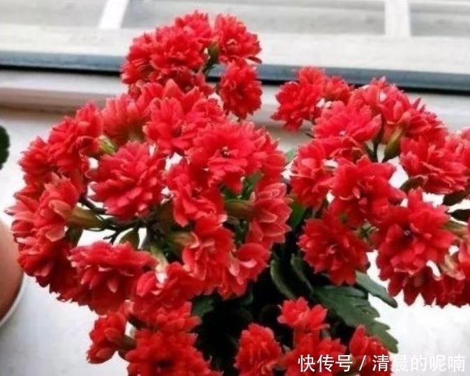 4种花高贵优雅,开花又大又艳,比牡丹美,比绿萝好养!