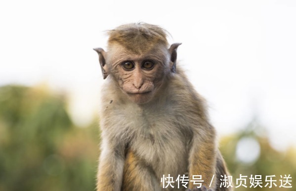 生肖猴|“福气猴”过了52岁，一定要花一分钟好好看看，尤其是68年的！