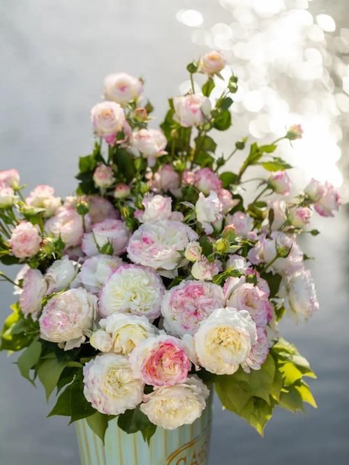 超全面园艺干货盘点丨浇水、施肥、爆花全都有，还怕养不好花吗？