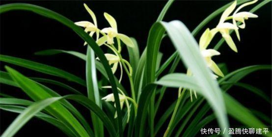 松树皮|兰花总是烂根叶黄土里加1样东西,让兰花根壮叶绿