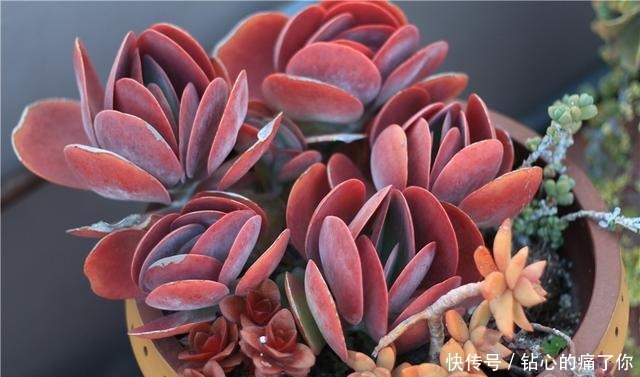 唐印，从菜到萌，从一到多！