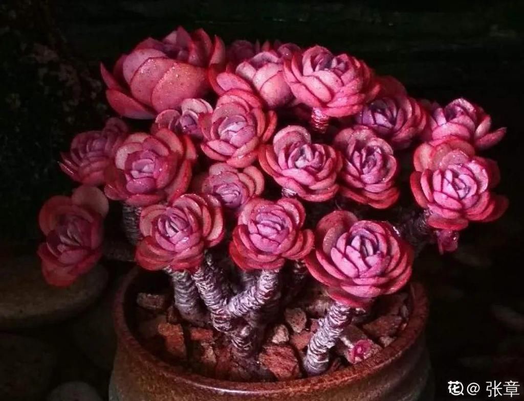 寒潮过后，多肉美出天际，颜色鲜艳明亮，真馋人！