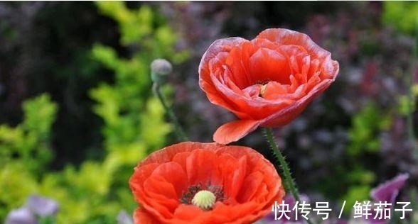 家里就养“4种花”,漂亮花期长,开花多又美,一整年开花!