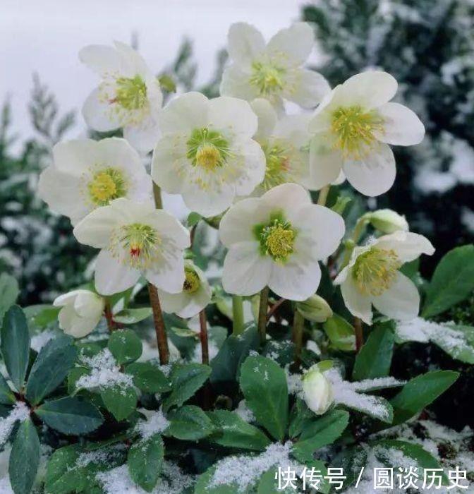 花期|4种花界中的女神花,养护容易,开花美丽,花期超长