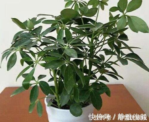 室内常摆放2种绿植,空气越来越好,让家人轻松拥有好睡眠