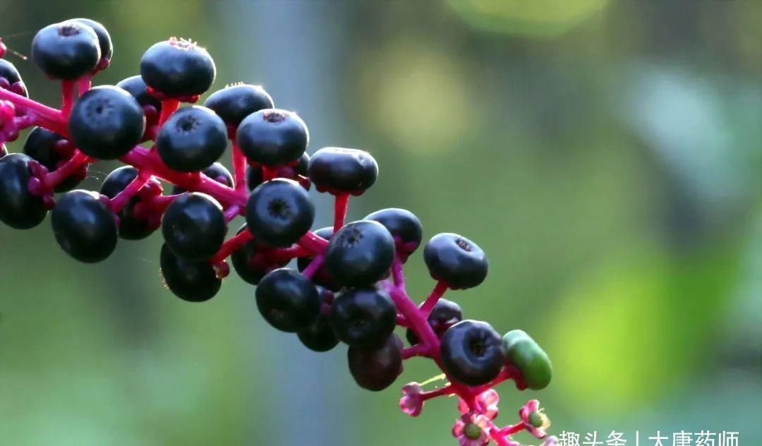 宫颈糜烂|见肿消,一种神奇的小野果!5大民间入药良方,横扫身体5种疾病!