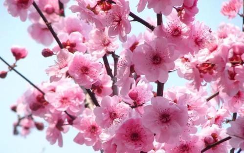 4种漂亮花,寓意好,大户人家都爱养,值得拥有!