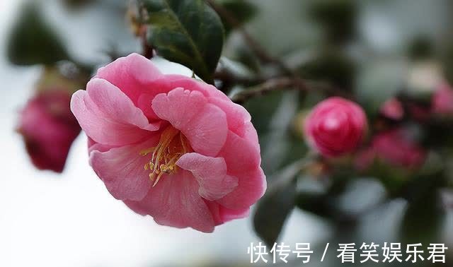 客鬓#「诗词鉴赏」山茶花开时，十一首山茶花的诗词，烂红如火雪中开