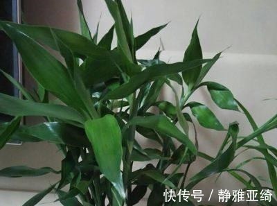 黄叶烂根|这四种过期药片可别扔了,兑水一浇,黄叶烂根都能治,花越长越旺!